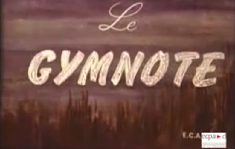 vidéo ecpa Gymnote